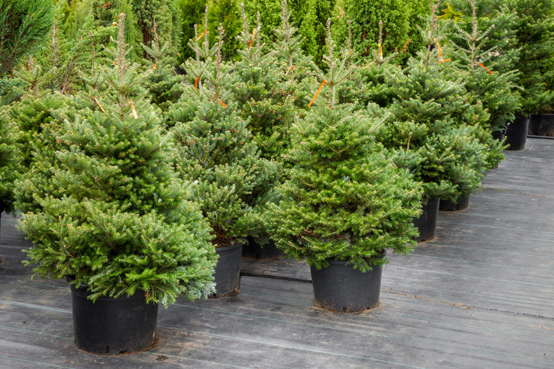 Picture of Christmas firs in a nursery